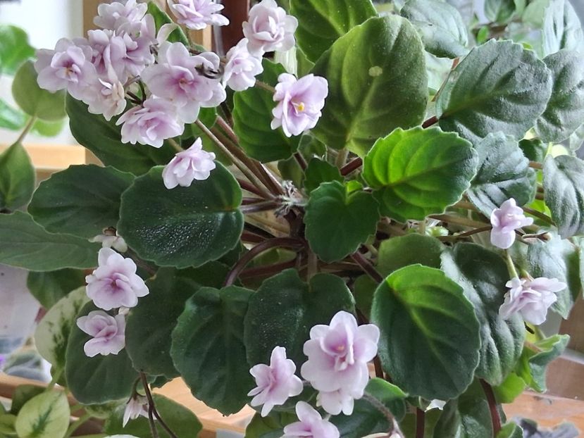  - Rob s Vanilla Trail