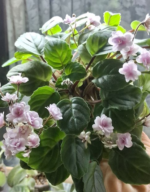  - Rob s Vanilla Trail