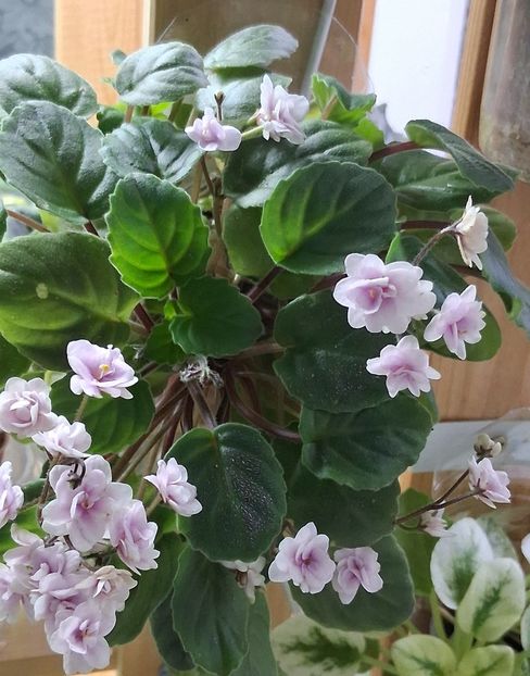  - Rob s Vanilla Trail