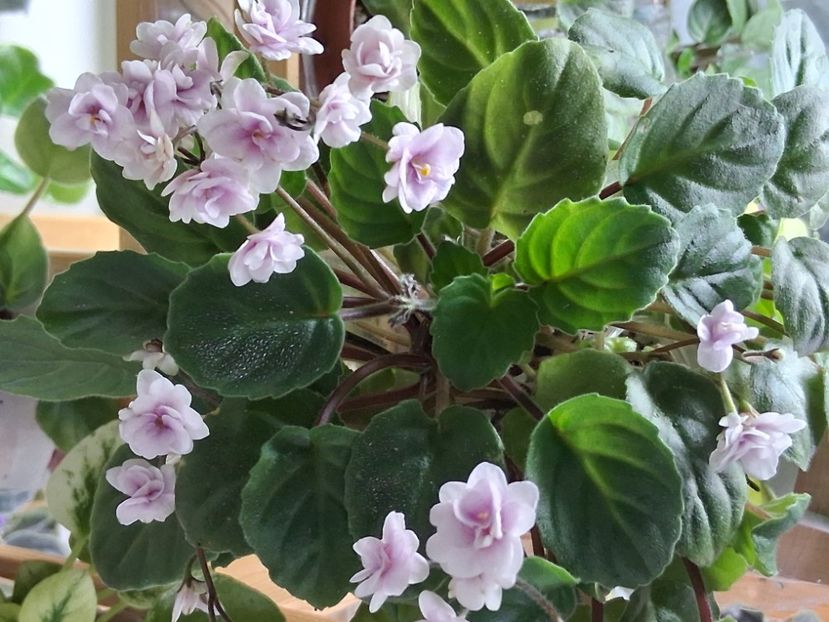  - Rob s Vanilla Trail