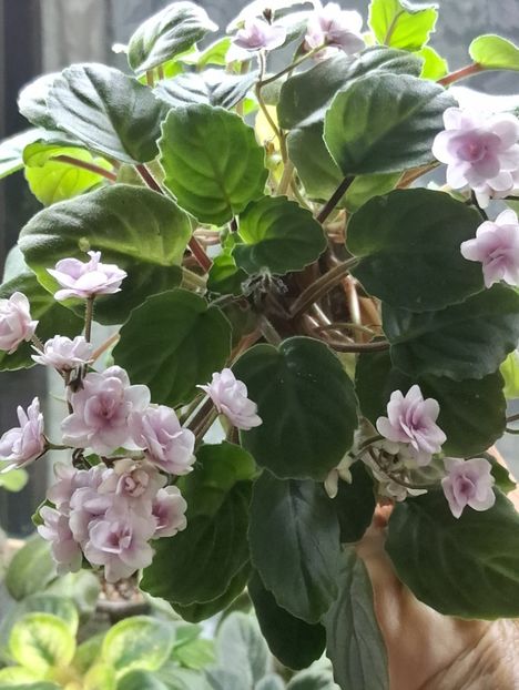  - Rob s Vanilla Trail