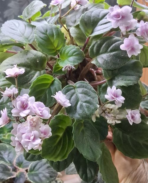  - Rob s Vanilla Trail