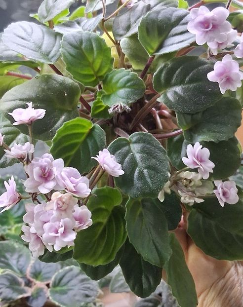  - Rob s Vanilla Trail