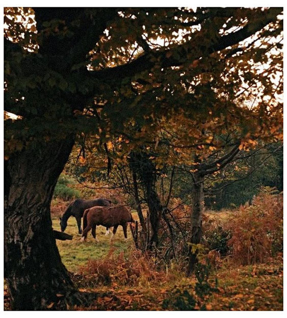 ♡ Oᥴtobᥱr 28 » - Incredibly Nostalgic