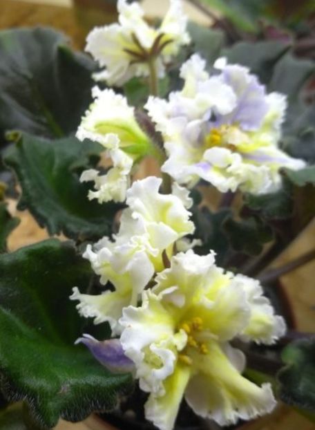 Poza net - LE-Madam Kliko