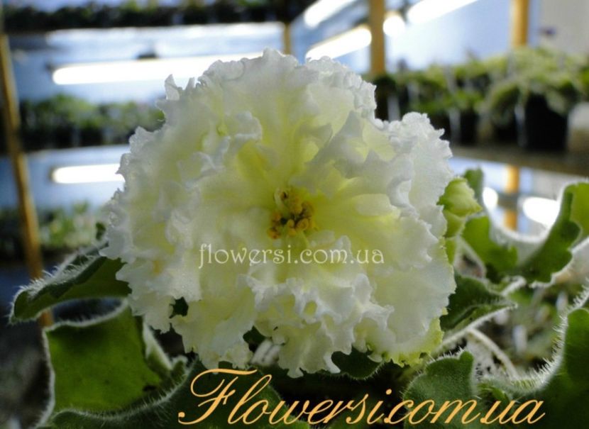 Poza net - LE-Madam Kliko