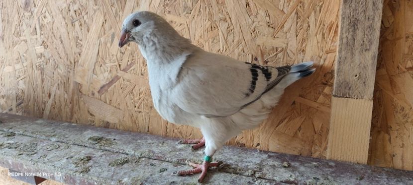 2025 - Pui vrdf 2025