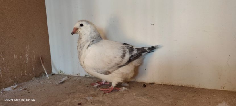 2025 - Pui vrdf 2025