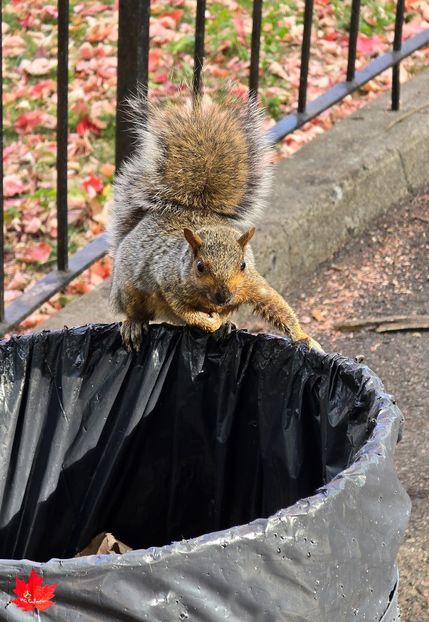 Squirell Encounter - B - ANIMALS