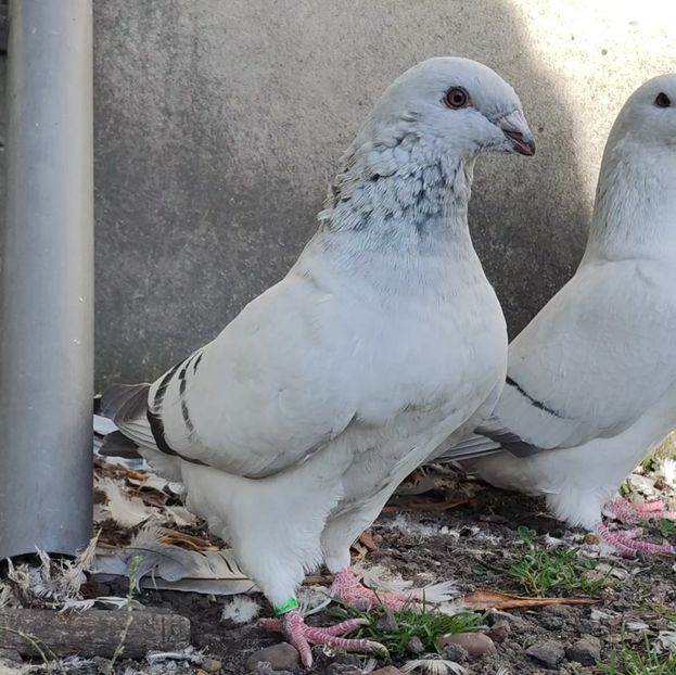 37 - c- MLODE 2025 YOUTH