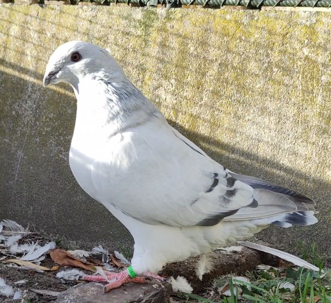 38 - c- MLODE 2025 YOUTH