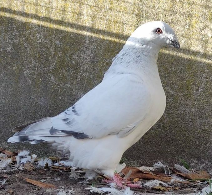 38 - c- MLODE 2025 YOUTH