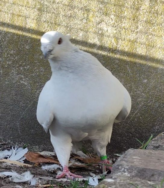 38 - c- MLODE 2025 YOUTH