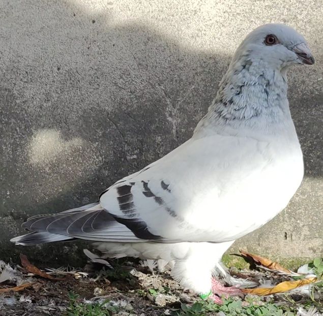 37 - c- MLODE 2025 YOUTH