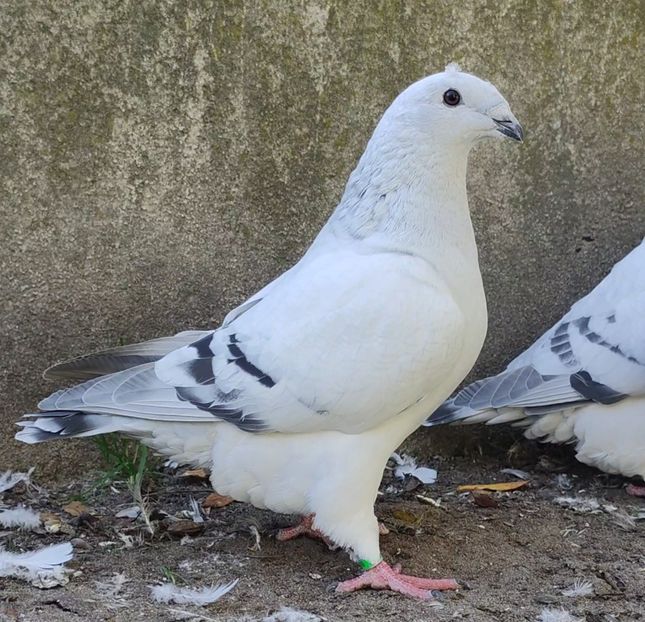 39 - c- MLODE 2025 YOUTH