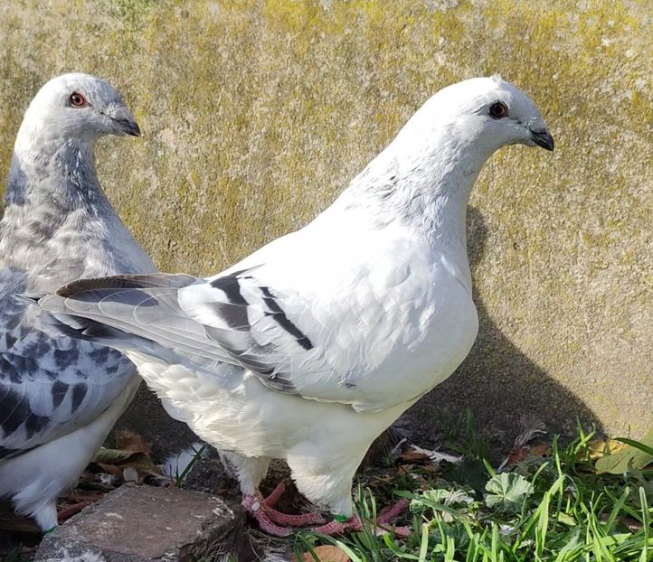 39 - c- MLODE 2025 YOUTH