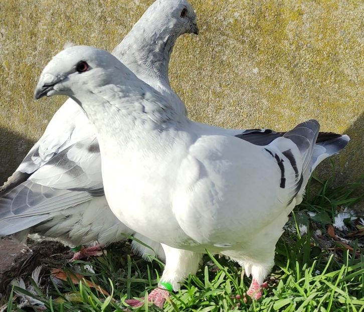 39 - c- MLODE 2025 YOUTH