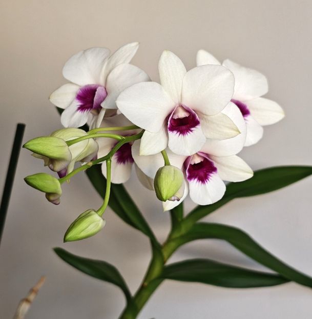  - Dendrobium phalaenopsis