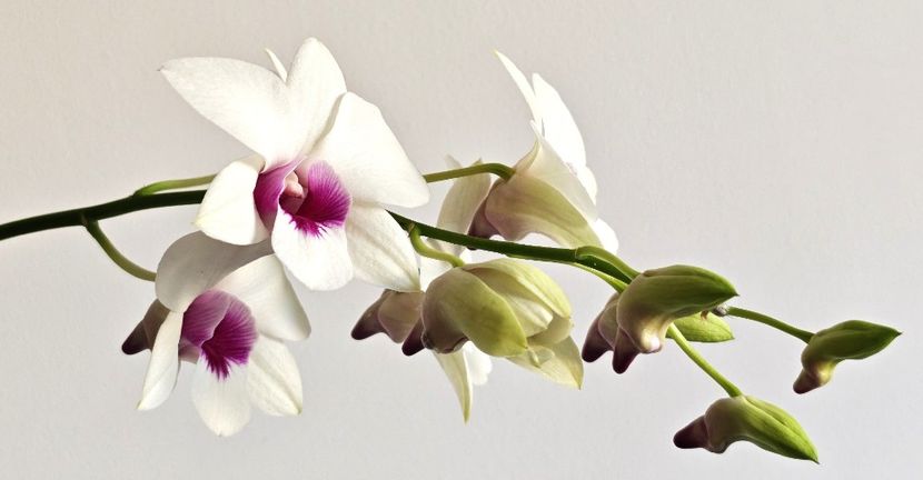  - Dendrobium phalaenopsis