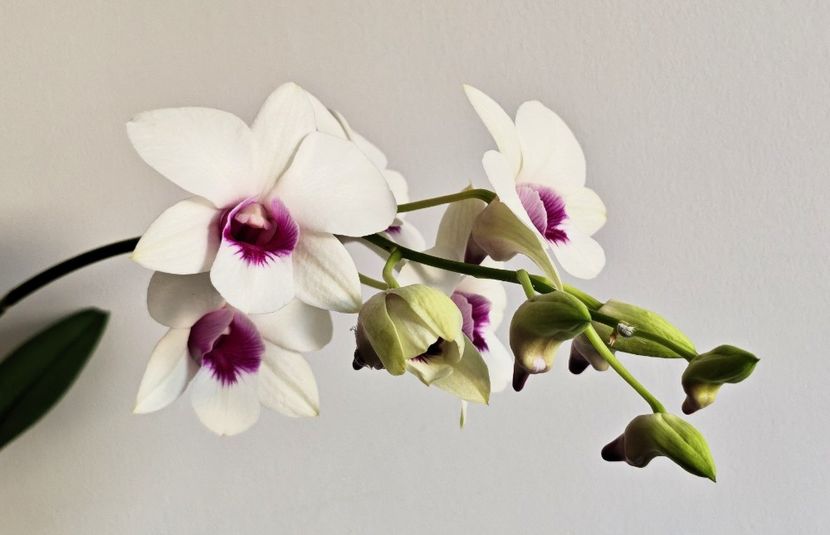  - Dendrobium phalaenopsis