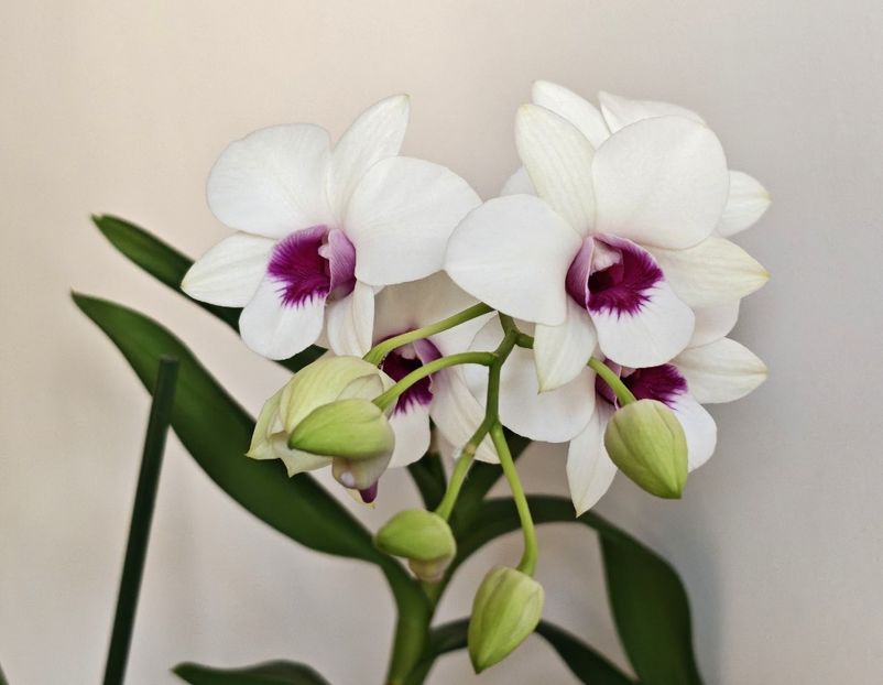  - Dendrobium phalaenopsis