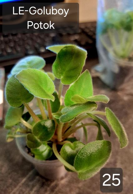  - A a a violete de colecție disponibile din 01112025 - plante