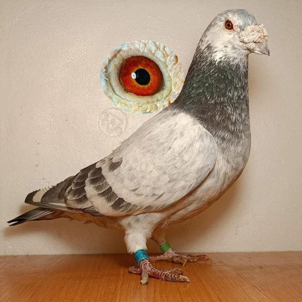  - Nu îmi aparțin 11