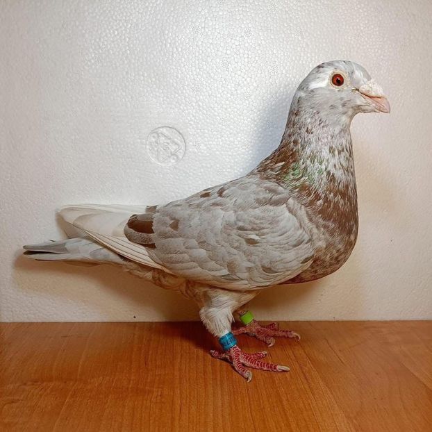  - Nu îmi aparțin 11