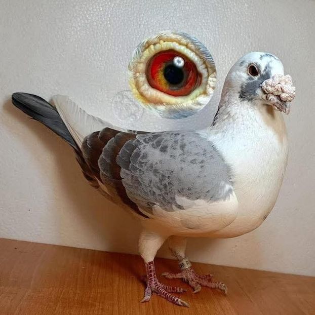  - Nu îmi aparțin 11