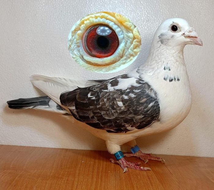  - Nu îmi aparțin 11