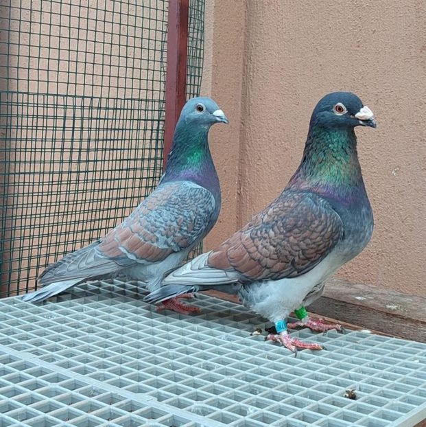  - Nu îmi aparțin 11