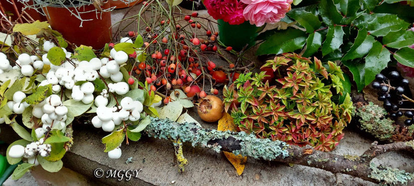 © - 01 - Floristica