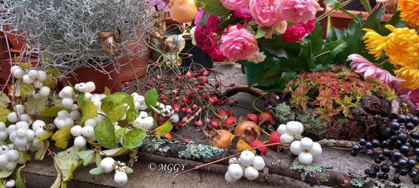 © - 01 - Floristica