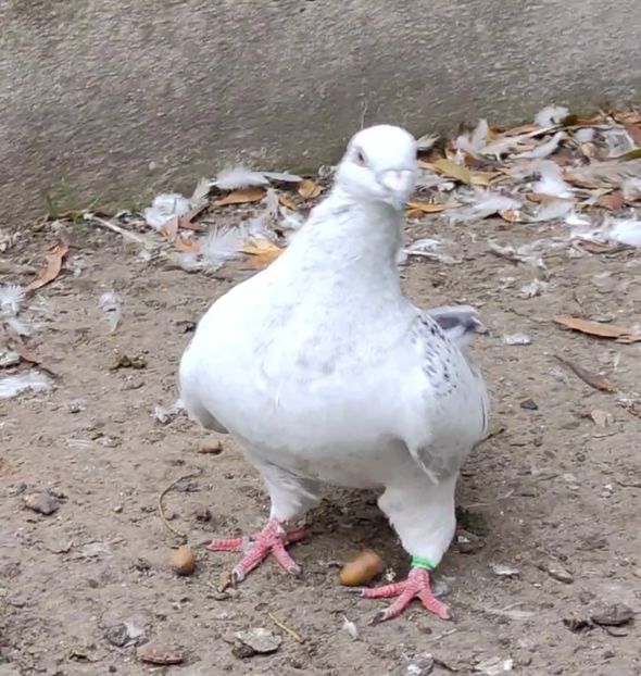 30 - c- MLODE 2025 YOUTH