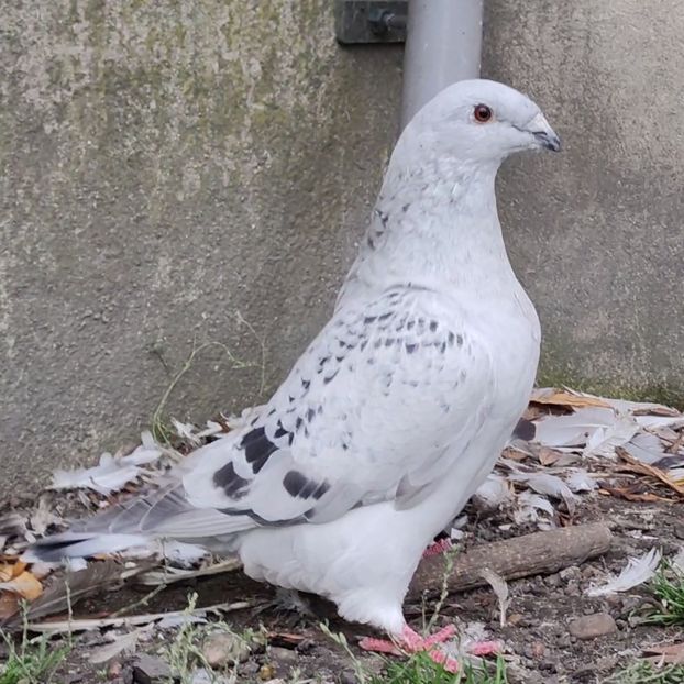 30 - c- MLODE 2025 YOUTH