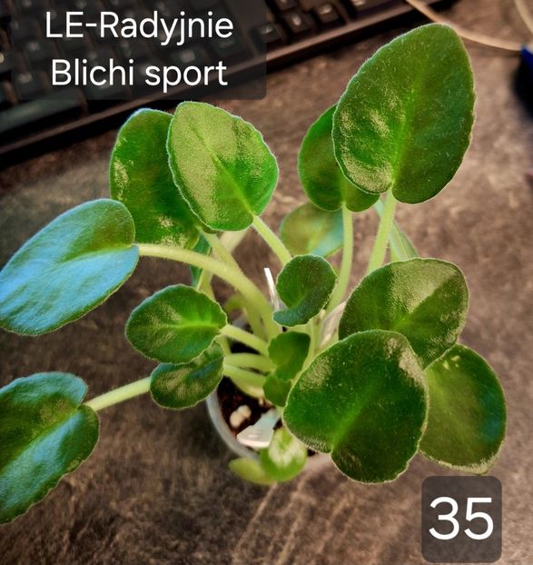  - A a a violete de colecție disponibile din 01112025 - plante