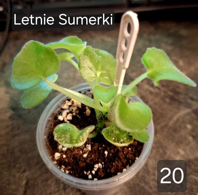  - A a a violete de colecție disponibile din 01112025 - plante