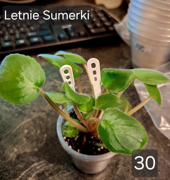  - A a a violete de colecție disponibile din 01112025 - plante