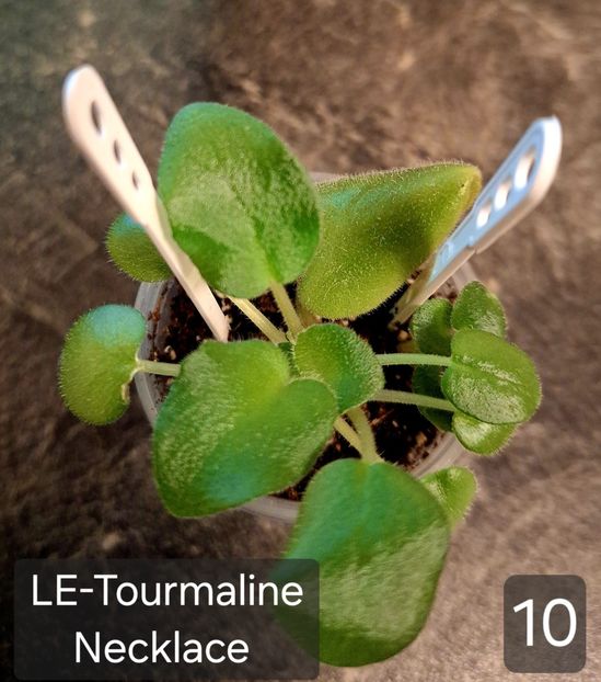  - A a a violete de colecție disponibile din 01112025 - plante