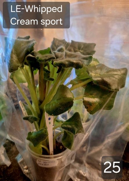  - A a a violete de colecție disponibile din 01112025 - plante