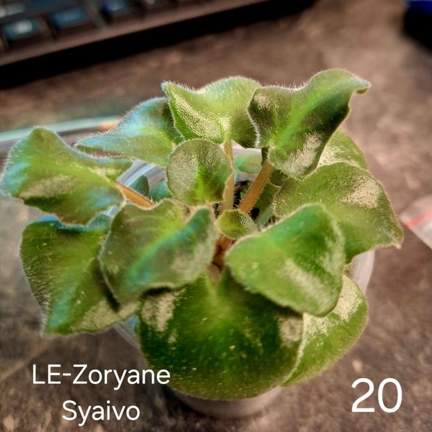  - A a a violete de colecție disponibile din 01112025 - plante