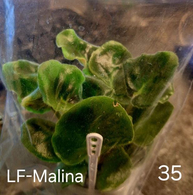  - A a a violete de colecție disponibile din 01112025 - plante