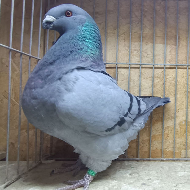 F-2025 No. - AMERICAN GiANT HOMER MATCA