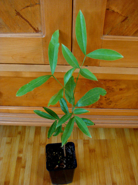 29.10.2025 - Ice cream bean - arbore de fasole înghețată