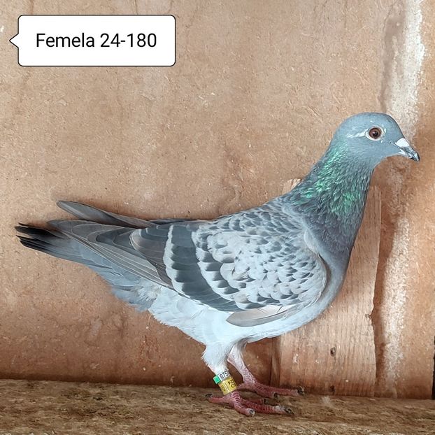 Femela 24-180....-10 lei - Porumbei vanduti