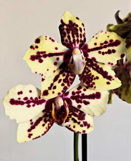 - Phalaenopsis 3