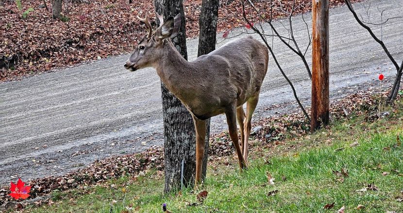 Young STAG - B - ANIMALS