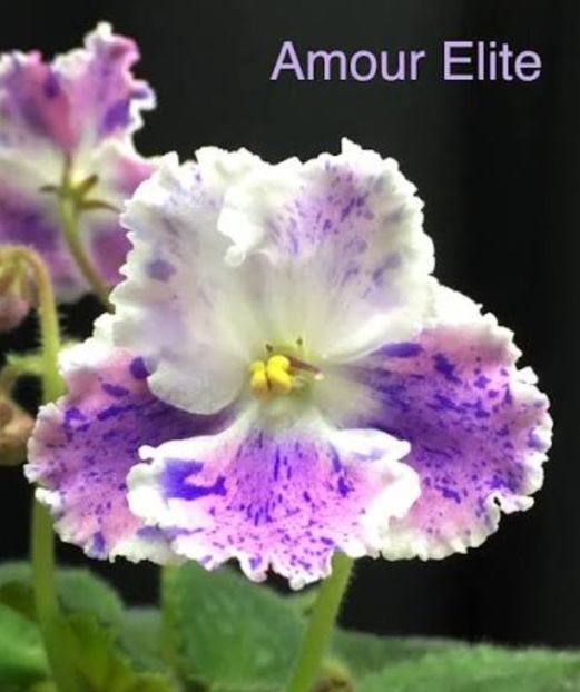  - AE-Amour Elite