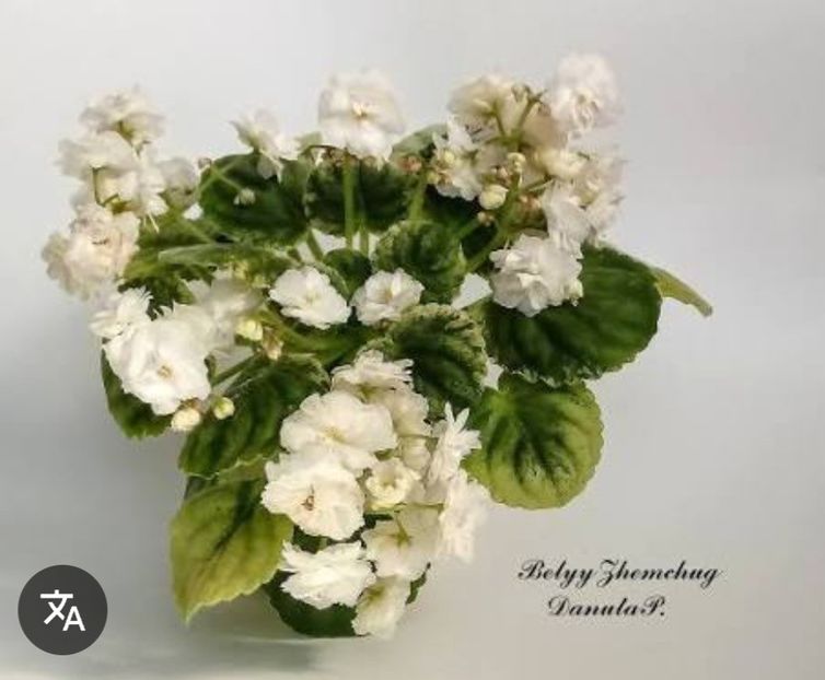  - Belyy Zhemchung trail