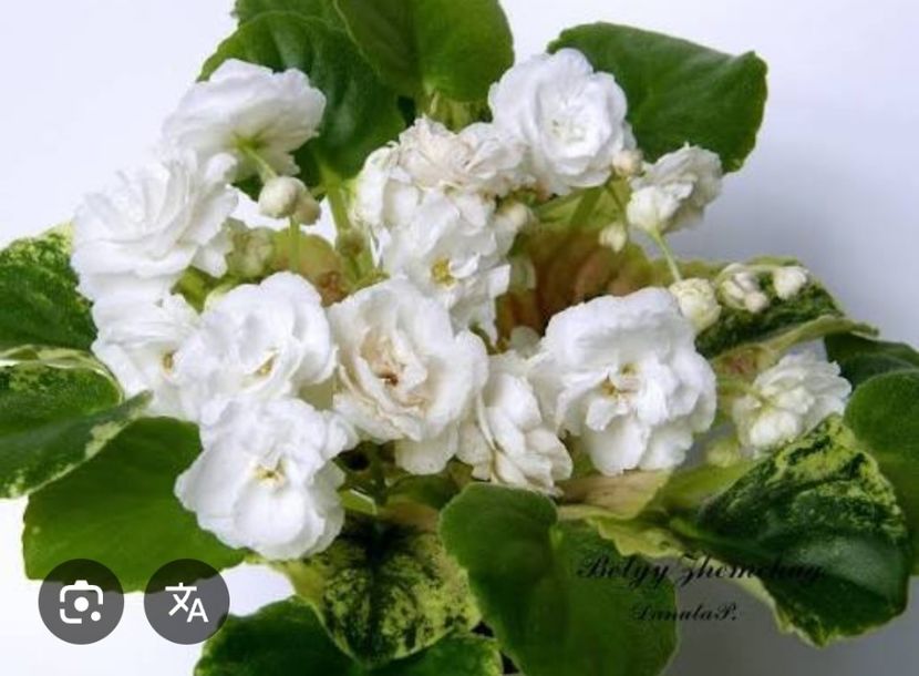  - Belyy Zhemchung trail